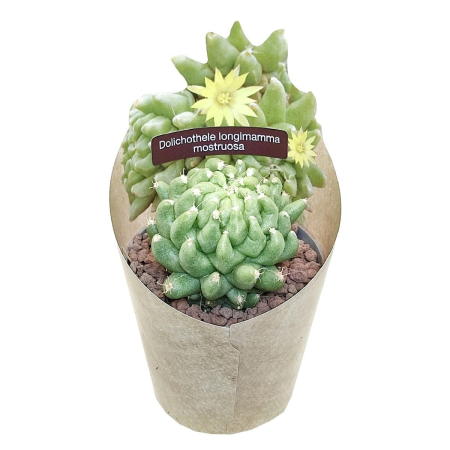 Ușor de întreținut - Dolichothele longimamma mostruosa cactus cu tuberculi verzi alungiti in forma monstruoasa