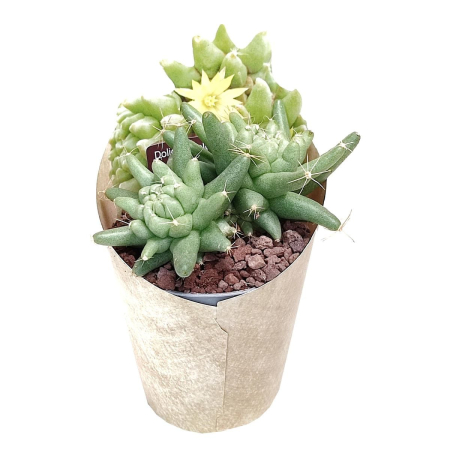 Dolichothele longimamma mostruosa cactus cu tuberculi verzi alungiti in forma monstruoasa [1]