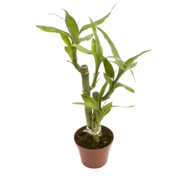 Ușor de întreținut - Dracaena braunii 'Lucky Bamboo'