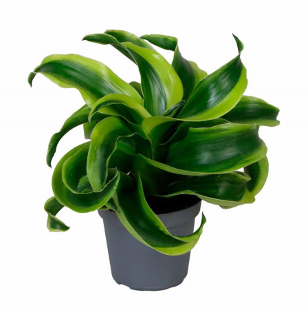 Ușor de întreținut - Dracaena 'Draco'