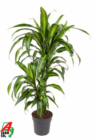 Plante pentru birou - Dracaena fragrans Hawaiian Sunshine - Dracaena cu dungi aurii