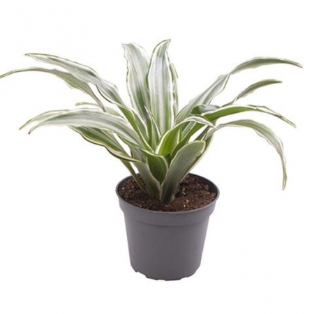 Dracaena - Dracaena fragrans 'Kanzi'