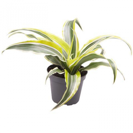 Dracaena - Dracaena fragrans 'Lemon Surprise'