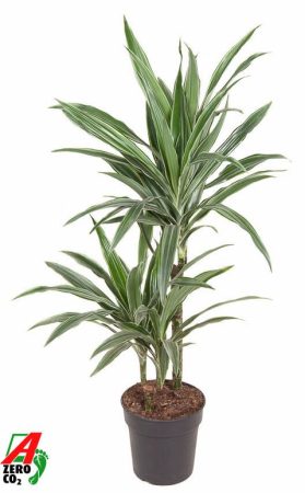 Noutăți - Dracaena fragrans Warneckei - plantă decorativă de interior