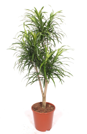 Oferta plante de interior B2B - Dracaena reflexa Anita - plantă decorativă de interior