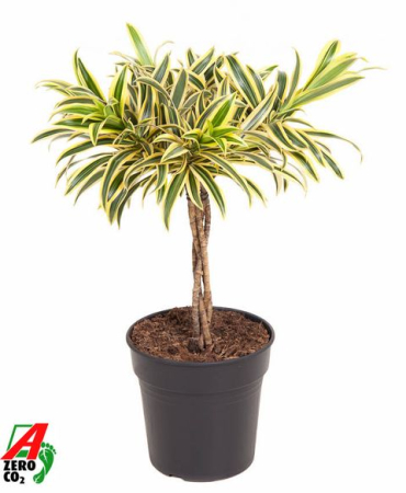 Plante pentru birou - Dracaena reflexa Song of India planta de interior cu frunze aurii