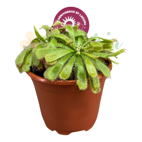 Plante de interior - Drosera aliciae (Alice Sundew) – Plantă carnivoră