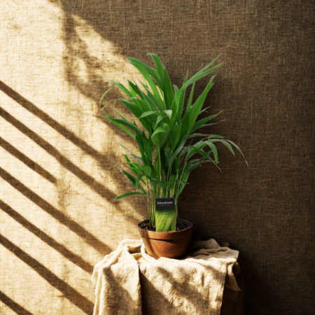 Dypsis Lutescens în ghiveci - palmier tropical decorativ [2]