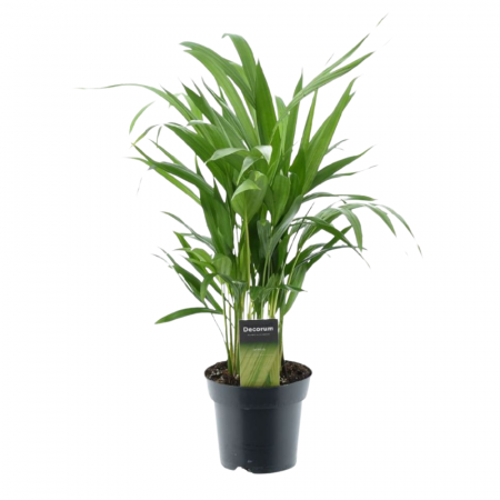 Ușor de întreținut - Dypsis Lutescens în ghiveci - palmier tropical decorativ