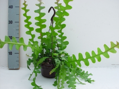 Suculente - Epiphyllum Anguliger