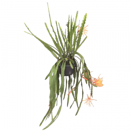 Epiphyllum 'Dietmar Paetz' – Cactusul Orhidee [1]