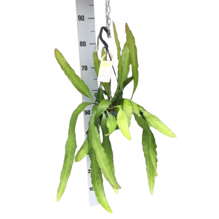 Suculente - Epiphyllum 'Frühlingsgold'