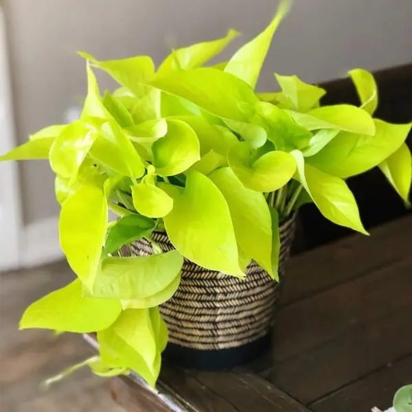 Epipremnum aureum 'Neon' [1]