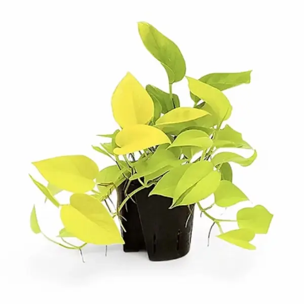 Epipremnum - Epipremnum aureum 'Neon'