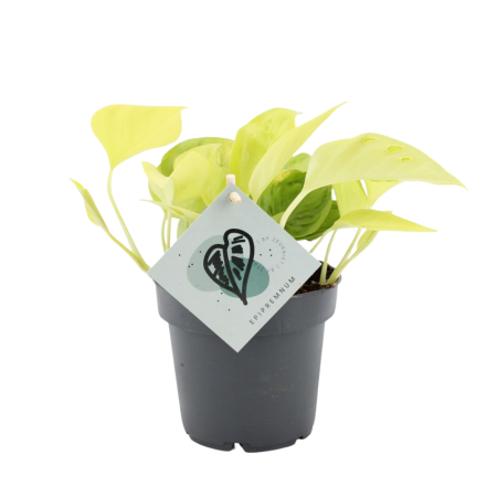 Plante speciale - Epipremnum 'Champs Élysées' D12cm — pothos variegat galben-auriu
