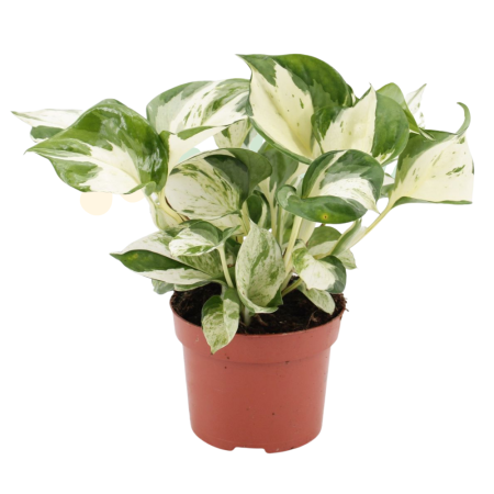 Epipremnum 'Manjula' D12cm — pothos variegat crem-alb [1]