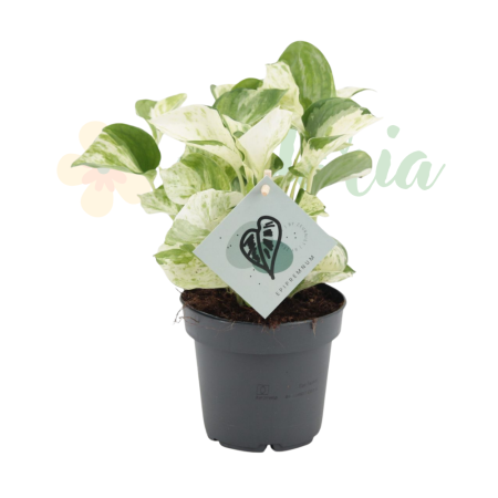 Plante speciale - Epipremnum 'Manjula' D12cm — pothos variegat crem-alb