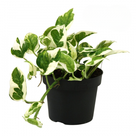 Epipremnum - Epipremnum pinnatum N'JOY