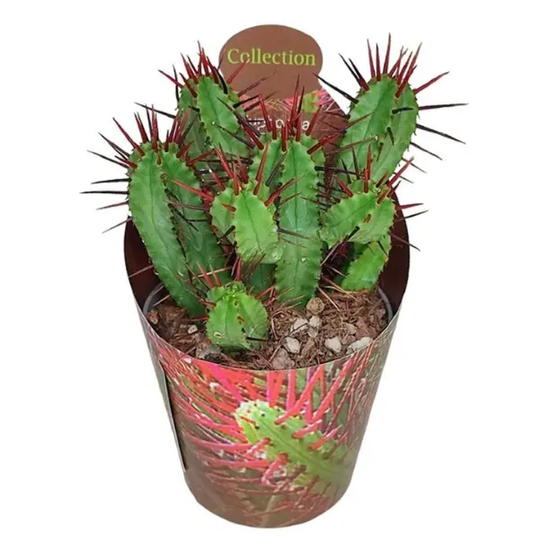 ... Alte plante suculente - Euphorbia enopla