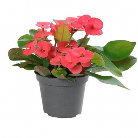 Suculente - Euphorbia 'Eos'