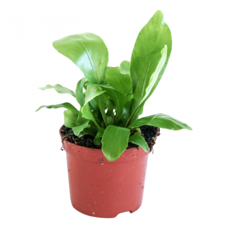 Ferigi - Feriga Asplenium nidus