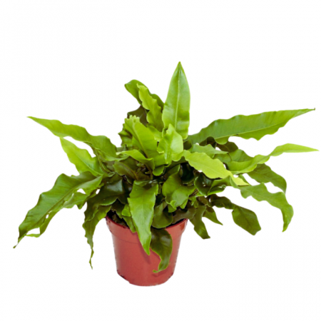 Ferigi - Feriga Asplenium scolopendrium