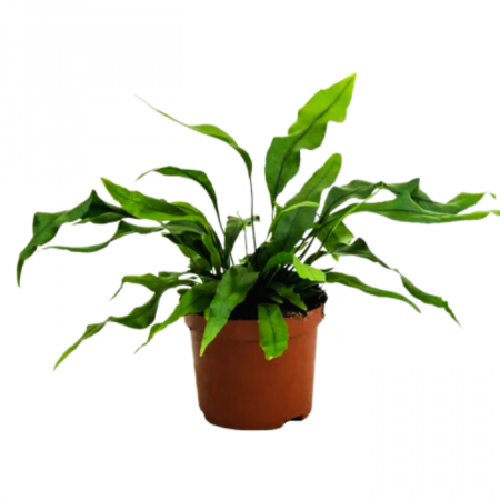 Ferigi - Feriga Microsorum diversifolium