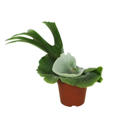 Ferigi - Feriga Platycerium superbum