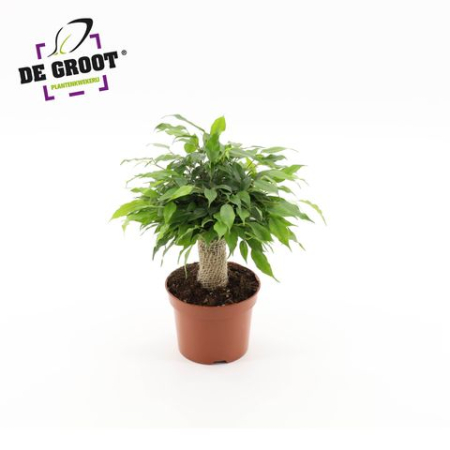 Ficus - Ficus benjamina Green Kinky compact indoor plant