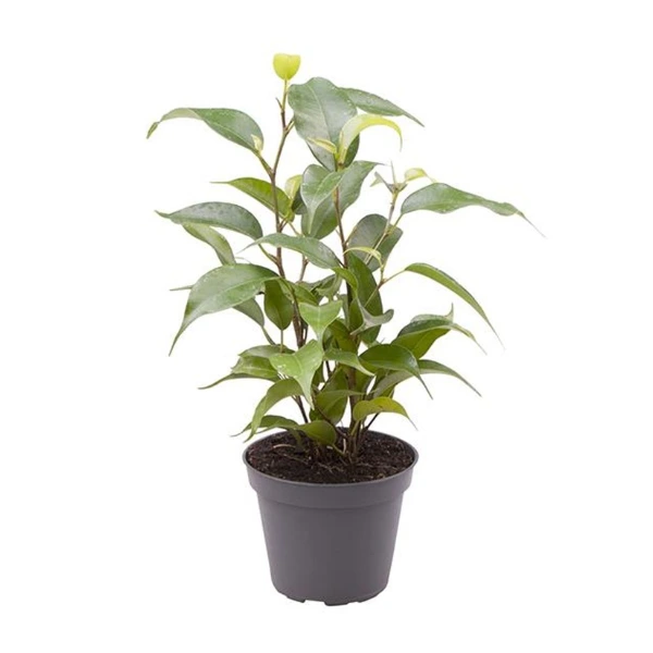Ficus - Ficus benjamina 'Natasja'