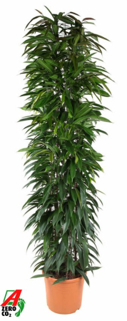 Oferta plante de interior B2B - Ficus binnendijkii Alii King - plantă decorativă de interior