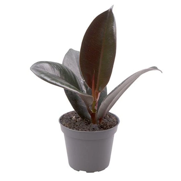 Ficus - Ficus elastica 'Robusta'