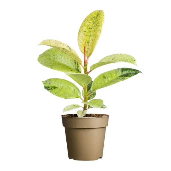 Noutăți - Ficus elastica 'Shivereana'