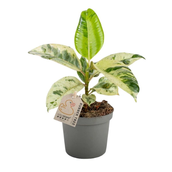 Ficus elastica 'Shivereana' [1]