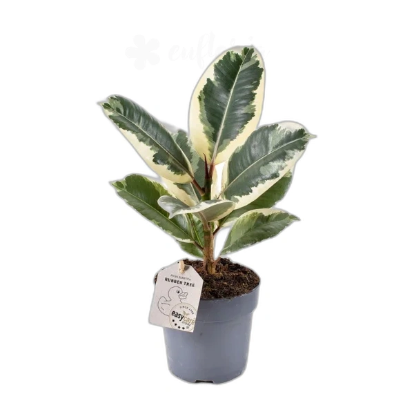 Ficus elastica Tineke - variegated rubber tree with large green, cream, and pink leaves