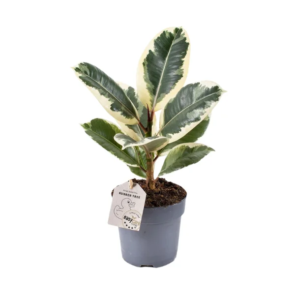 Plante de interior - Ficus elastica 'Tineke'
