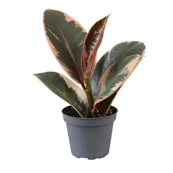Ficus elastica 'Tineke' [1]