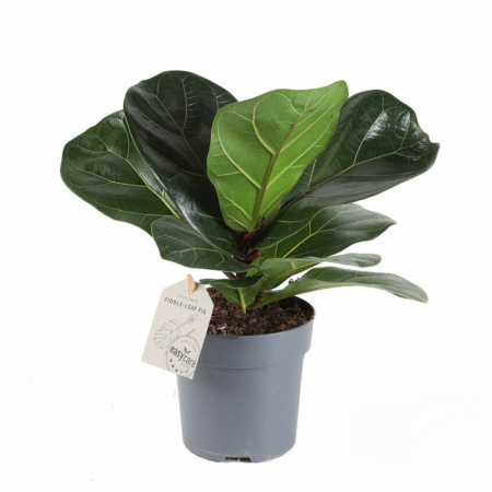 Noutăți - Ficus lyrata