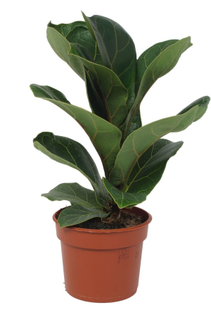 Ficus - Ficus lyrata 'Bambino' — large violin-shaped leaves, pot Ø 9 cm