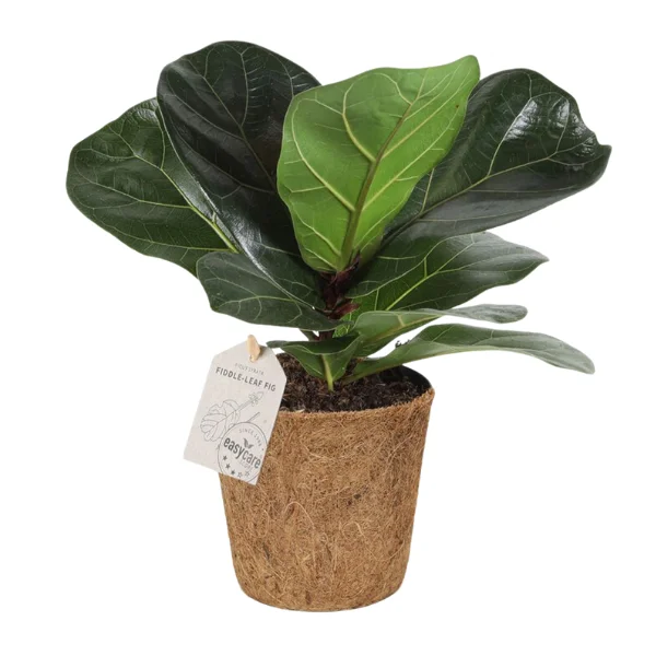 Noutăți - Ficus lyrata