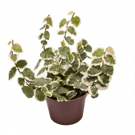 Ușor de întreținut - Ficus pumila 'Bellus'
