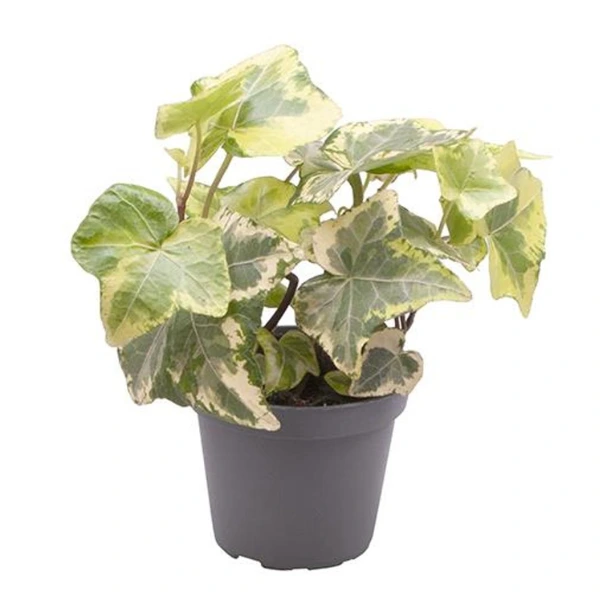 Plante de interior - Hedera helix 'Esther'