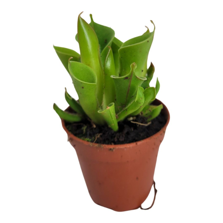 Noutăți - Heliamphora - plantă carnivoră
