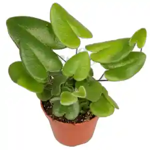 Ferns - Hemionitis arifolia - miniature tropical fern with heart-shaped leaves