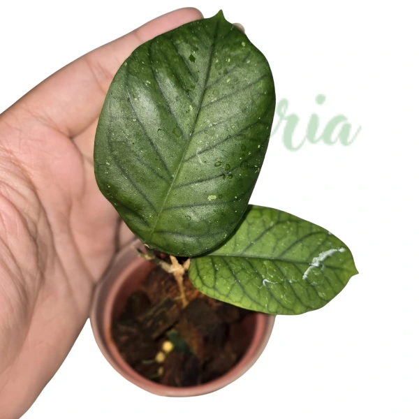 Hoya - Hoya meredithii 'Round Leaf'
