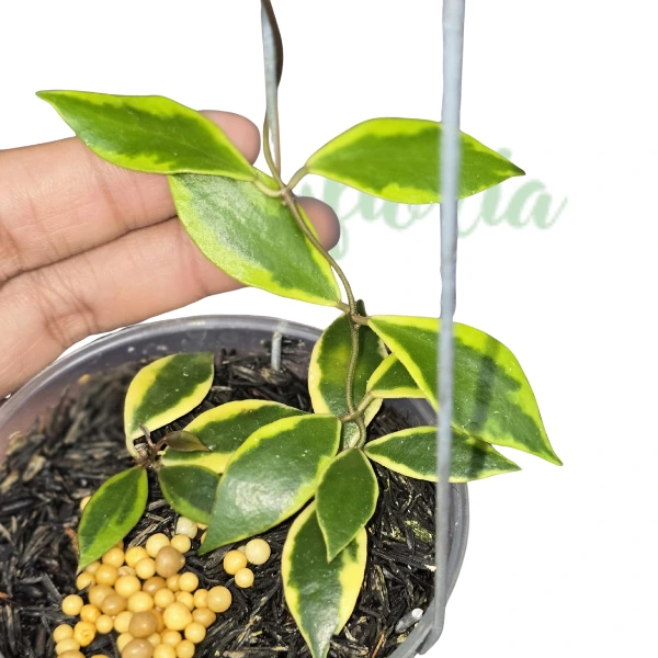 Hoya - Hoya bakoensis variegata