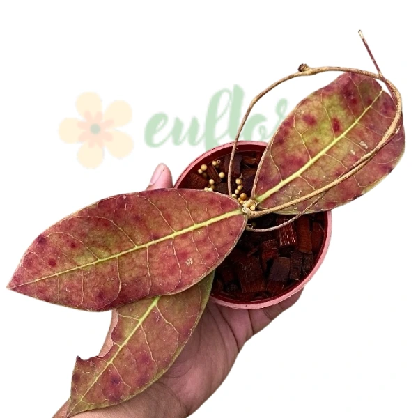 Plante speciale - Hoya aff. lambii ‘Red’