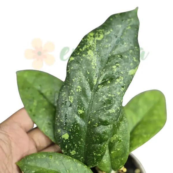 Hoya - Hoya forbesii ‘Splash’ Tabalong