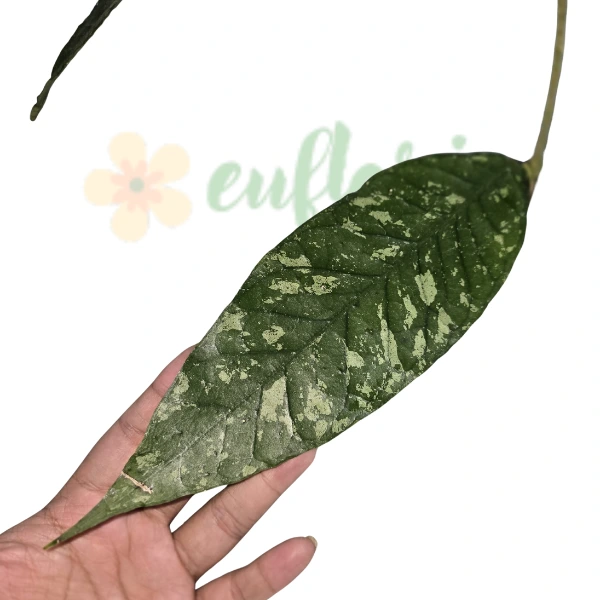 Hoya - Hoya sp. Aceh Blangkejeren