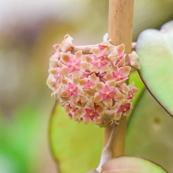 Hoya vitellina HSL [1]